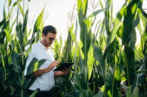 Agronomist holds tablet touch pad computer in the corn field and examining crops before harvesting. Agribusiness concept. agricultural engineer standing in a corn field with a tablet in summer. photo