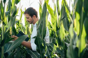 agrónomo sostiene tableta toque almohadilla computadora en el maíz campo y examinando cultivos antes de cosecha. agronegocios concepto. agrícola ingeniero en pie en un maíz campo con un tableta en verano. foto