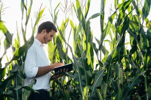Agronomist holds tablet touch pad computer in the corn field and examining crops before harvesting. Agribusiness concept. agricultural engineer standing in a corn field with a tablet in summer. photo