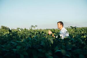 Agronomist holds tablet touch pad computer in the soy field and examining crops before harvesting. Agribusiness concept. agricultural engineer standing in a soy field with a tablet in summer. photo