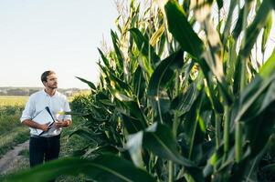 Agronomist holds tablet touch pad computer in the corn field and examining crops before harvesting. Agribusiness concept. agricultural engineer standing in a corn field with a tablet in summer. photo
