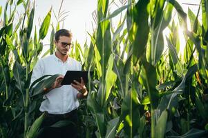 Agronomist holds tablet touch pad computer in the corn field and examining crops before harvesting. Agribusiness concept. agricultural engineer standing in a corn field with a tablet in summer. photo