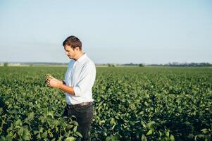 Agronomist holds tablet touch pad computer in the soy field and examining crops before harvesting. Agribusiness concept. agricultural engineer standing in a soy field with a tablet in summer. photo