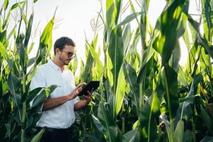 Agronomist holds tablet touch pad computer in the corn field and examining crops before harvesting. Agribusiness concept. agricultural engineer standing in a corn field with a tablet in summer. photo