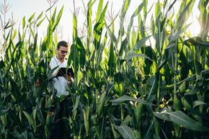 Agronomist holds tablet touch pad computer in the corn field and examining crops before harvesting. Agribusiness concept. agricultural engineer standing in a corn field with a tablet in summer. photo