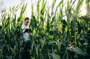 agrónomo sostiene tableta toque almohadilla computadora en el maíz campo y examinando cultivos antes de cosecha. agronegocios concepto. agrícola ingeniero en pie en un maíz campo con un tableta en verano. foto