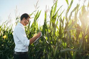 Agronomist holds tablet touch pad computer in the corn field and examining crops before harvesting. Agribusiness concept. agricultural engineer standing in a corn field with a tablet in summer. photo