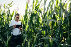 Agronomist holds tablet touch pad computer in the corn field and examining crops before harvesting. Agribusiness concept. agricultural engineer standing in a corn field with a tablet in summer. photo