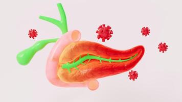 Human pancreas, gall bladder organ model, 3d rendering. video