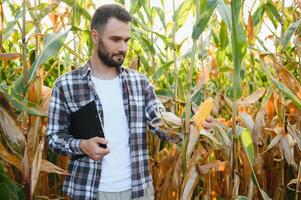 un hombre inspecciona un maíz campo y mira para plagas exitoso granjero y agro negocio. foto