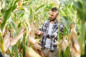 yong hermoso agrónomo en el maíz campo y examinando cultivos antes de cosecha. agronegocios concepto. agrícola ingeniero en pie en un maíz campo foto