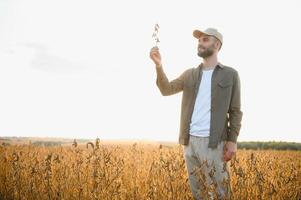 Agronomist inspecting soya bean crops growing in the farm field. Agriculture production concept. young agronomist examines soybean crop on field in summer. Farmer on soybean field. photo