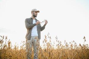 agrónomo inspecciona haba de soja cosecha en agrícola campo - agro concepto - granjero en haba de soja plantación en granja. foto