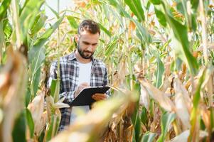 Farmer inspecting the years maize or sweetcorn harvest. photo