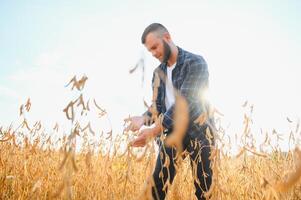 farmer agronomist in soybean field checking crops. Organic food production and cultivation photo