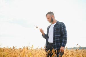 A young handsome farmer or agronomist examines the ripening of soybeans in the field before harvesting photo