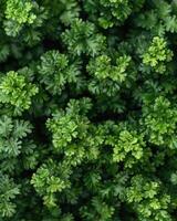 Detailed view of a cluster of vibrant green plants up close photo
