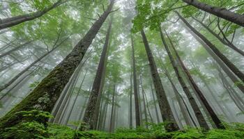 Lush forest with numerous tall trees reaching towards the sky photo