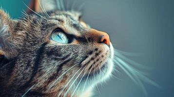 un de cerca ver de un gato con sorprendentes azul ojos mirando directamente a el cámara foto