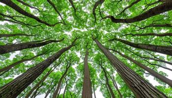 Several trees appearing to defy gravity by standing in mid-air photo