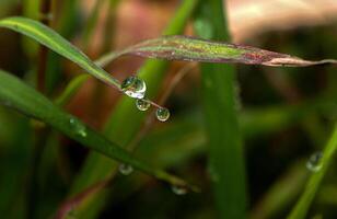 Dew drop on a blade of grass photo