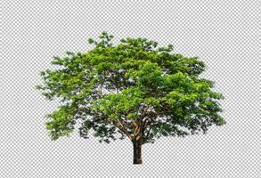 Tree on transparent picture background with clipping path, single tree with clipping path and alpha channel photo