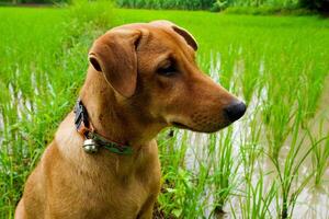 Dog sitting in green grass photo