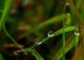 Dew drop on a blade of grass photo