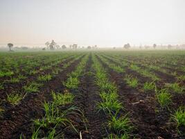 Sugarcane plantations,the agriculture tropical plant in Thailand photo