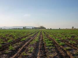 Sugarcane plantations, agricultural plants grow up photo