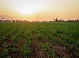 Sugarcane plantations,the agriculture tropical plant in Thailand photo