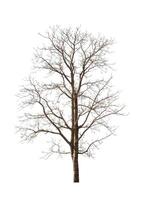 tree that are isolated on a white background are suitable for both printing and web pages photo