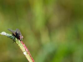 insects fly, light green grass with sunlight photo