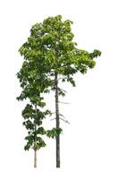 Trees that are isolated on a white background are suitable for both printing and web pages photo