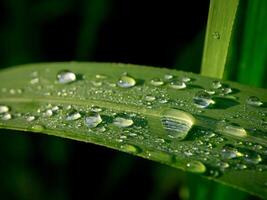 Dew drops on sugarcane leaves photo