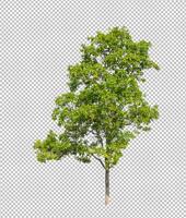 Tree on transparent picture background with clipping path, single tree with clipping path and alpha channel photo