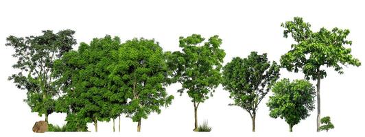 árboles verdes aislados sobre fondo blanco. bosque y hojas en hileras de árboles y arbustos de verano foto