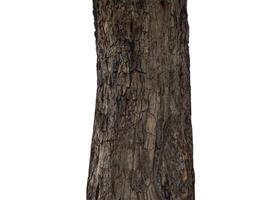 Tree trunk Isolated On White Background photo