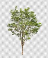 Tree on transparent background with clipping path, single tree with clipping path and alpha channel photo