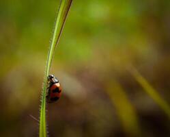 Small ladybug insect On the top of the grass with the morning light atmosphere photo