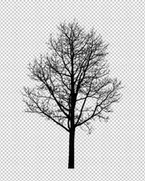 Tree silhouette on transparent background with clipping path and alpha photo