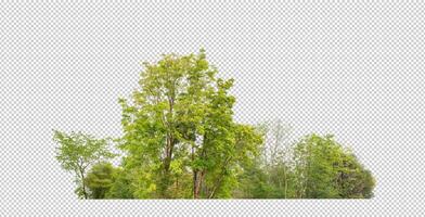 Green trees isolated on transparent background forest and summer foliage for both print and web with cut path and alpha channel photo