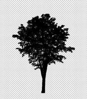 Tree silhouette on transparent background with clipping path and alpha photo