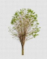 Tree on transparent background with clipping path, single tree with clipping path and alpha channel photo