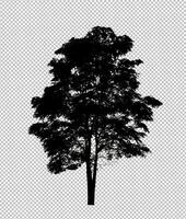 Tree silhouette on transparent background with clipping path and alpha photo