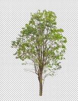 Tree on transparent background with clipping path, single tree with clipping path and alpha channel photo