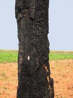 Empty tree trunk for display montags Forest and foliage in summer. Row of trees and shrubs. photo