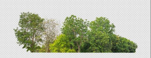 Green trees isolated on transparent background forest and summer foliage for both print and web with cut path and alpha channel photo
