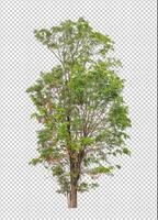 Tree on transparent background with clipping path, single tree with clipping path and alpha channel photo