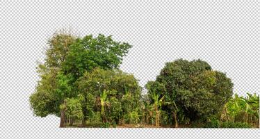 Green trees isolated on transparent background forest and summer foliage for both print and web with cut path and alpha channel photo